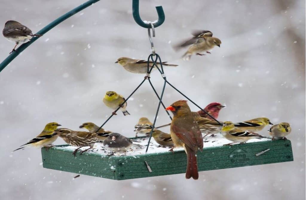 How Long Before Birds Come to a New Feeder?