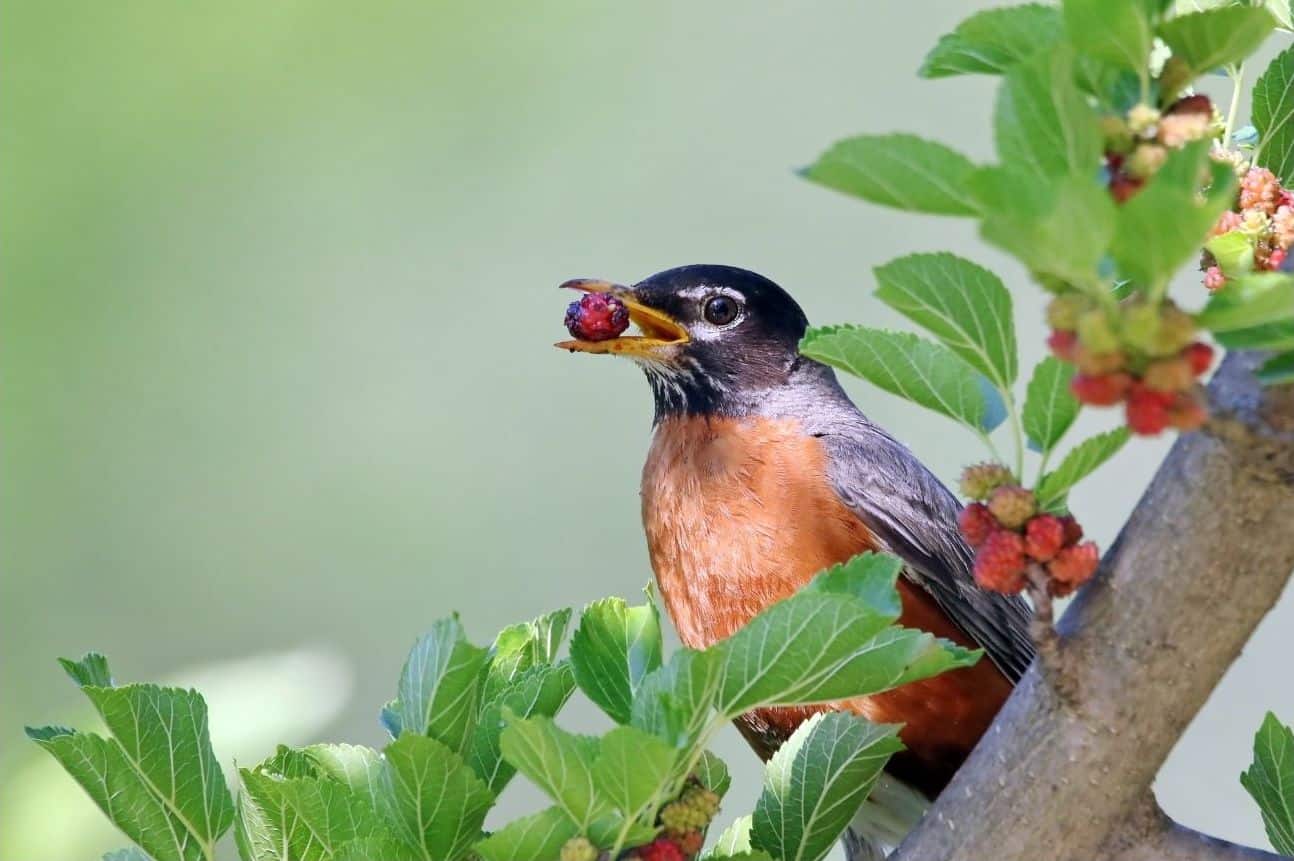 What Do Robins Eat? Best Tips to Keep Them Coming Back