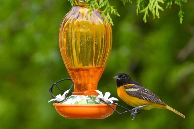 How to Select the Best Oriole Feeder for Your Backyard
