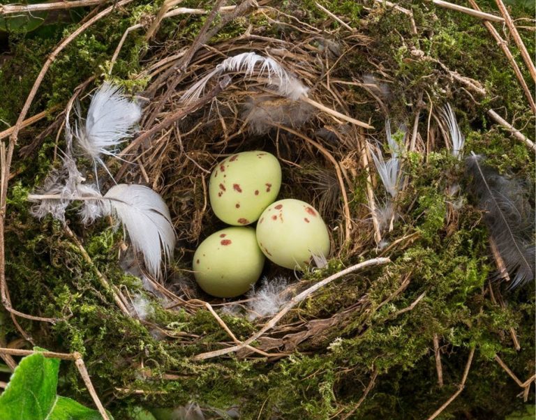 How Long Do Bird Eggs Take to Hatch?