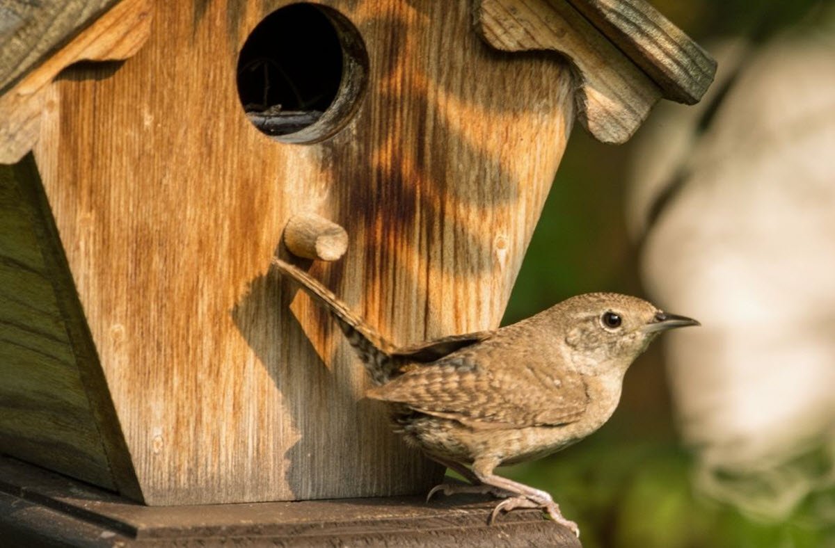 Where To Hang A Wren House