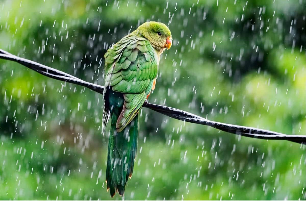 Where Do Birds Go When It Rains 