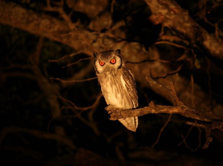 Why Do Owls Hoot at Night?