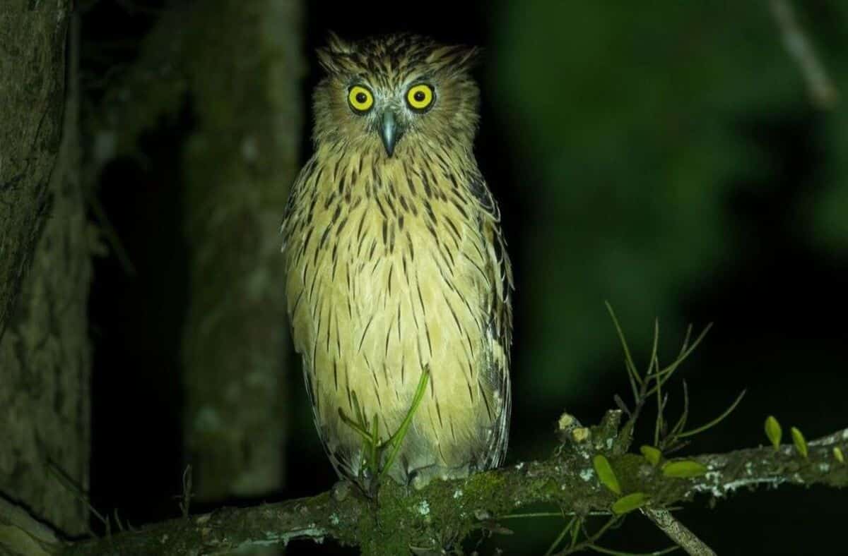 Why Do Owls Hoot At Night 
