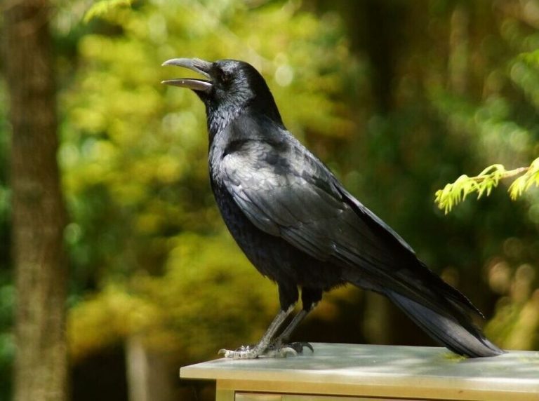 What is a Group of Crows Called? The Fascinating Story