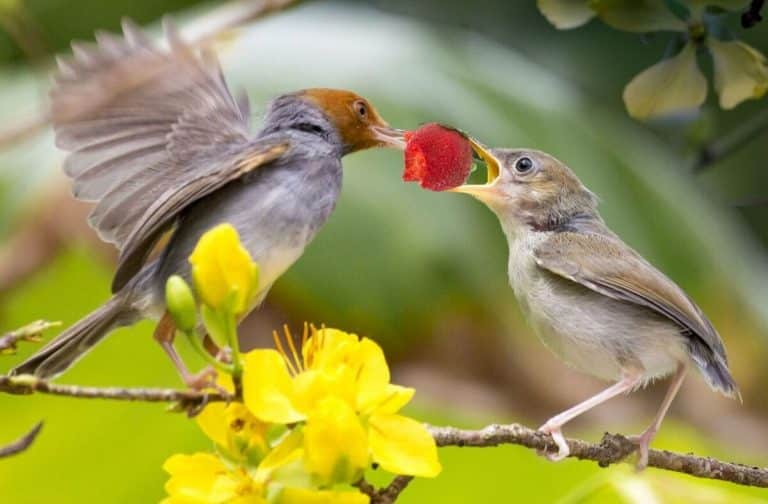 Can Birds Eat Strawberries? A Guide for Bird Lovers