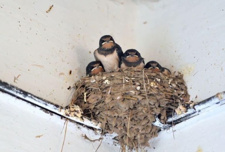 Barn Swallow Eggs A Closer Look at These Fascinating Birds