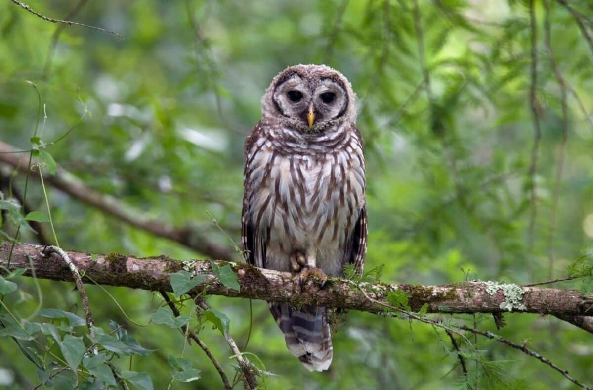 what-does-it-mean-when-you-see-an-owl-during-the-day