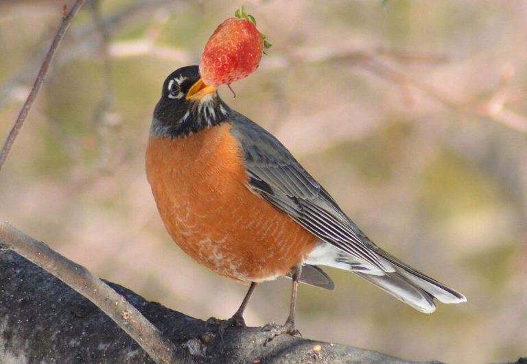 Can Birds Eat Strawberries? A Guide for Bird Lovers