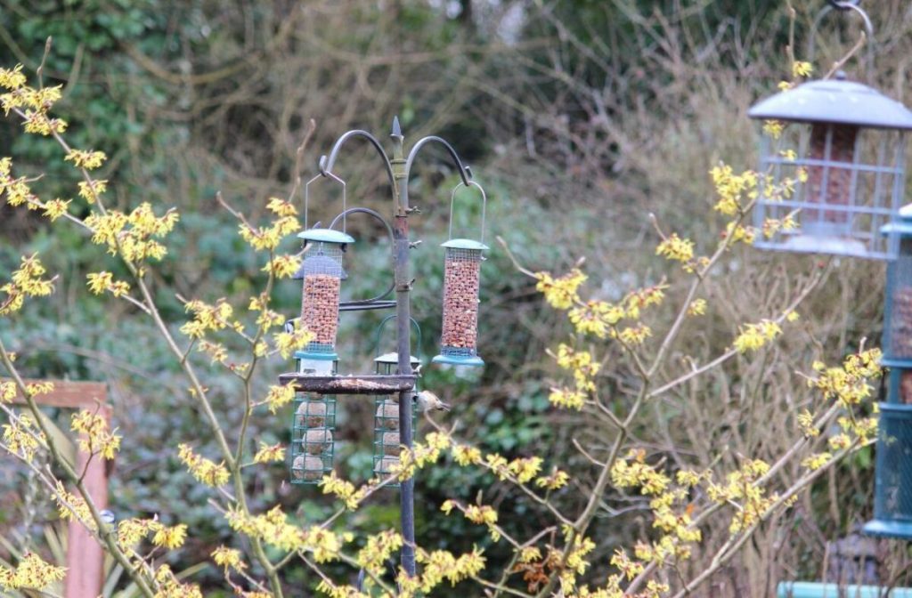 Best Place to Put Bird Feeders 5 Top Tips