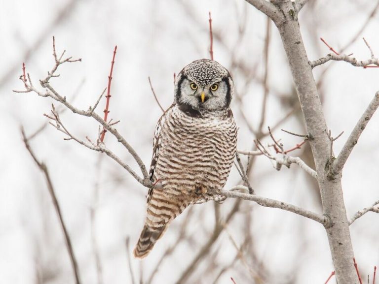 Owls in Michigan Facts About the Top 10 Species