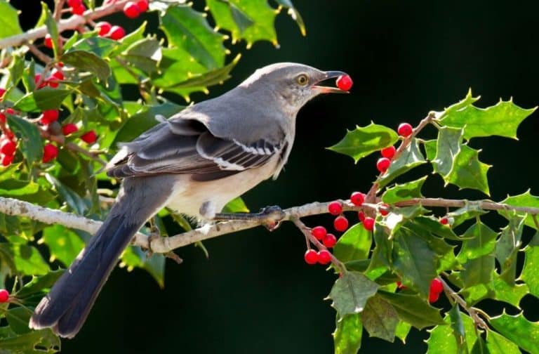 Do Birds Eat Holly Berries?